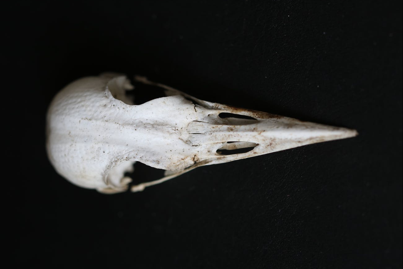 Chicken Bones at The Molotov Cocktail