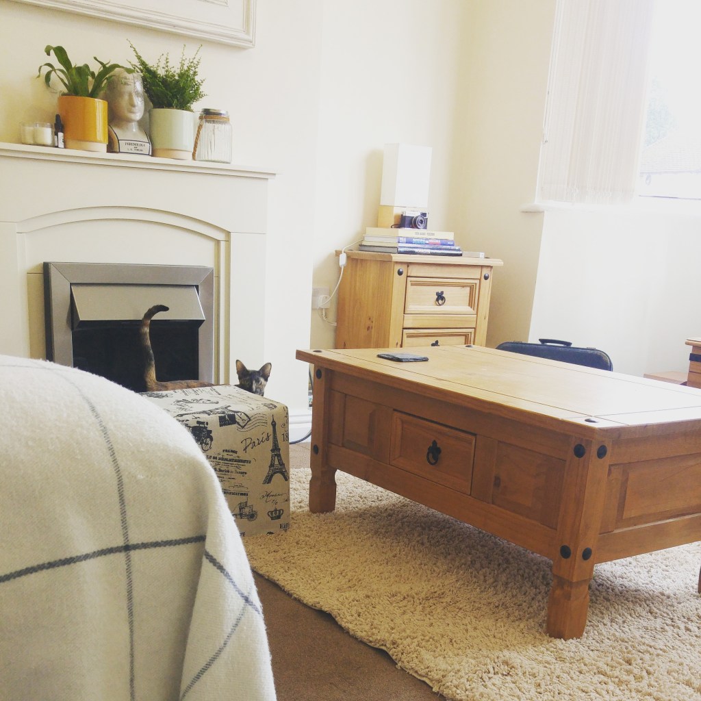 Ripley the cat refusing to stand on a new rug laid down in the lounge